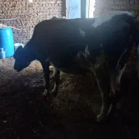 گاو با گوساله نر