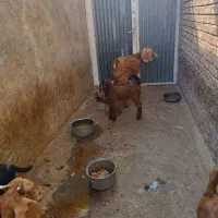 بز  وکهره اش