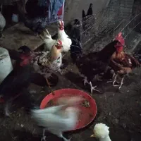 خروس جوان وارگانیک محلی|حیوانات مزرعه|فشاپویه, |دیوار