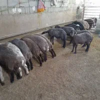 بره نر داشتی