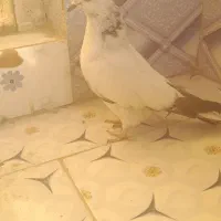 کبوتر گرفتنی|پرنده|نیمروز, |دیوار