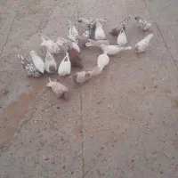 حدودآ۲۰عددکبوتر بفروش میرسد|پرنده|کوراییم, |دیوار