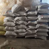 بذر گندم پیشگام
