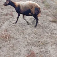 گوسفندابستن سنگین|حیوانات مزرعه|انبارآلوم, |دیوار