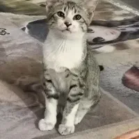 واگذاری بچه گربه