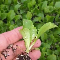 نشا کاهو سالادی