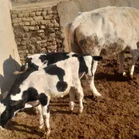 یه راس گاو سیمنتال با گوساله اش نر سیمین|حیوانات مزرعه|تاکستان, |دیوار