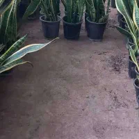 سانسوریا مستقیم از گلخانه قیمت عال ی پطوس گل|گل و گیاه طبیعی|آمل, |دیوار