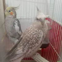 عروس هلندی نروماده سخنگو باهمه‌لوازم