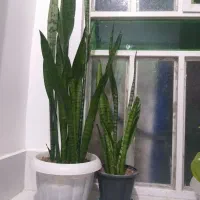 گل ...|گل و گیاه طبیعی|کازرون, |دیوار