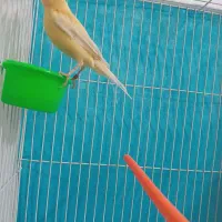 جفت قناری خوش رنگ کار داده
