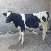 فروش یک راس گوساله هلشتیان