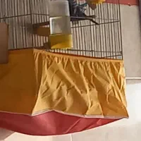 مرغ عشق انگلیسی|پرنده|حمیدیا, |دیوار