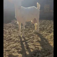 فروش  دو تا بزغاله نر