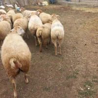 بره ماده|حیوانات مزرعه|آبش احمد, |دیوار