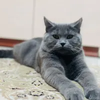 گمشده