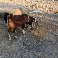 میش با بز|حیوانات مزرعه|خورموج, |دیوار