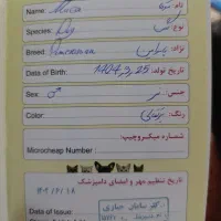توله سگ پامرانین خالص نر|سگ|رفسنجان, |دیوار