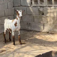 خالص