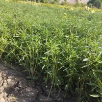 مرزه