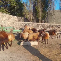۱۴راس گوسفند ماده|حیوانات مزرعه|نیر (اردبیل), |دیوار