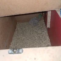 ملنگو|پرنده|اصفهان, شهرستان|دیوار