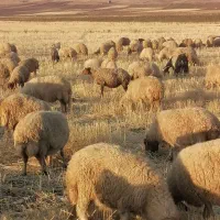 چوپانی