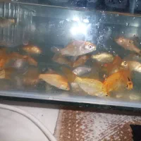 ماهی قرمز اکواریومی|ماهی|ساوه, |دیوار