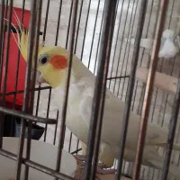 عروس‌هلندی‌نروماده