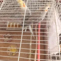 عروس هلندی جفت|پرنده|سبزوار, چهارراه فرودگاه|دیوار