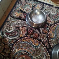تعدادی وسایل سگ