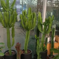 انواع افوربیا|گل و گیاه طبیعی|مشهد, شهرک صنعتی توس|دیوار