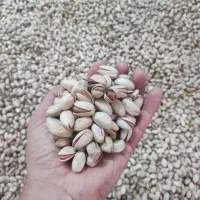 فروش پسته تازه خشک خندان|خوردنی و آشامیدنی|تهران, امیر بهادر|دیوار