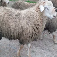 فروش توغلی بره نر داشتی