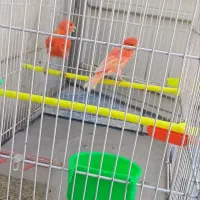 جفت قناری سرخ آماده