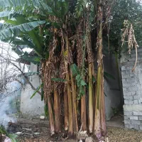 نهال موز برای فضای سبز و ویلا ورق بزنید