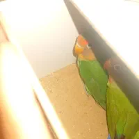 پرنده