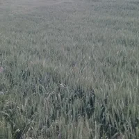 بذر گندم رقم یونی استار