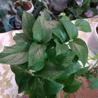 گل طبیعی|گل و گیاه طبیعی|خرم‌آباد, |دیوار