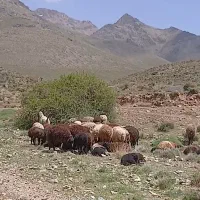 میش وبره