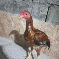 جوجه خروس|حیوانات مزرعه|چابهار, |دیوار
