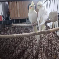 عروس هلندی لوتینو