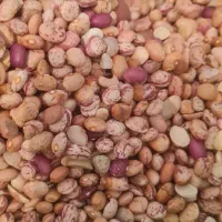 لوبیا چیتی دست چین.