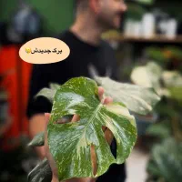 برگ انجیری منسترا تای|گل و گیاه طبیعی|اهواز, کوی سعدی|دیوار