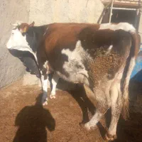 ۳ راس مادگاو گوشتی