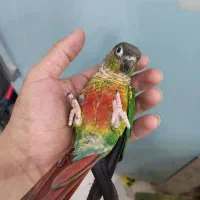 طوطی دستی بازیگوش