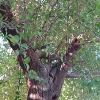 بریدن انواع درخت رایگان ونخل هم میبرم|خدمات باغبانی و درختکاری|آبادان, |دیوار