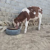 خریدار واقعی تماس|حیوانات مزرعه|مراوه, |دیوار