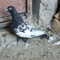 پنجتا کفتر روهم|پرنده|مرودشت, رودبال|دیوار