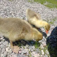 دو عدد جوجه غاز ۱.۵ ماهه دستی